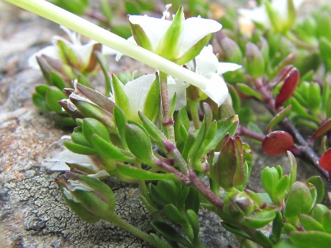 Arenaria biflora